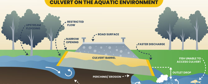 Effects of an Improperly Designed Culvert on the Aquatic Environment